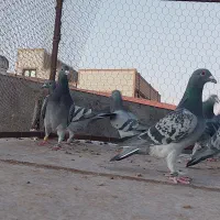 پرنده پلاکی کبوتر