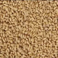 گندم برای بذرکیلویی ۲۸