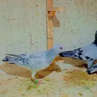 کبوتر شامی اقوان سبز