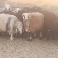 فروش بره چاق