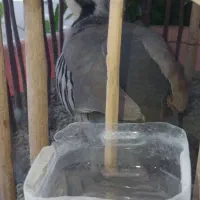 کبوتر نر کوهی