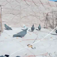 کبوتر زد گلوله|حیوانات|رفسنجان, |دیوار