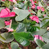 گل آنتریوم هلندی|گل و گیاه طبیعی|تهران, شهرک علم و فناوری|دیوار