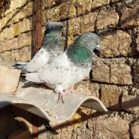 یجفت کله دم سبز