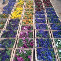 باغبانی سمپاشی تمام نقاط تهران‌وحومه|خدمات باغبانی و درختکاری|تهران, تهران‌نو|دیوار