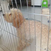 سگ نژاد پودل اصل