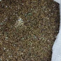 بذر یونجه محلی رودبار