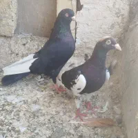 کفتر