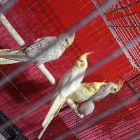عروس هلندی