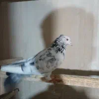 کبوتر نر گرفتنی|پرنده|نقده, |دیوار