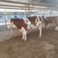 گاو سمینتال شکم دوم