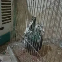 سرورسیاه وسینه سیاه