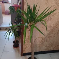 گل وگیاه آپارتمانی  فروشی|گل و گیاه طبیعی|شاهین‌شهر, مخابرات (شهید بهشتی)|دیوار