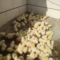 جوجه کارخانه ای