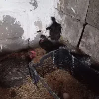 جوجه زیر مرغی