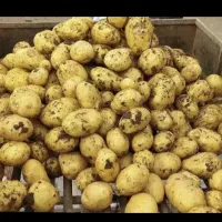سیب جیلی بذری ۴۰۳