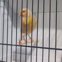 قناری ماده فائو آماده پاکسازی شده|پرنده|بهبهان, |دیوار