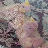 جوجه عروس هلندی لوتینو|پرنده|تهران, مسعودیه|دیوار