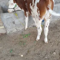 گاو یاگوساله