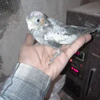 جوجه عروس سرلاکی|پرنده|تربت جام, میان جام|دیوار
