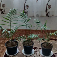 گل شامادورا