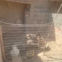 دوتا بوغلمون نر یه خروس شش تا مرغ