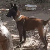 توله مالینویز ماده اصیل|سگ|تهران, امام زاده عبدالله|دیوار