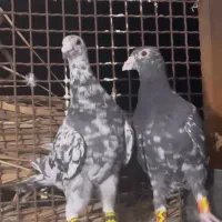 کبوتر سرور جفتی به شرط تخم و جوجه.