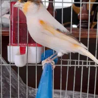 قناری نر|پرنده|خمینی‌شهر, |دیوار