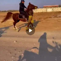 اسب نریان کرد