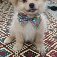 سگ نژاد پامر اشپیتز  نر ۴ماهشه  برا قیمت پیام بدید|سگ|کرج, کیانمهر|دیوار