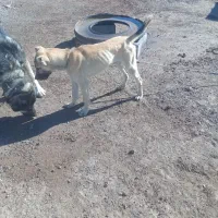 توله|سگ|مشگین شهر, |دیوار