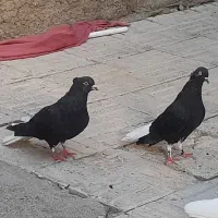 دم سفید فروشی