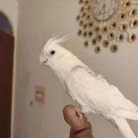 عروس هلندی البنیو تک خال