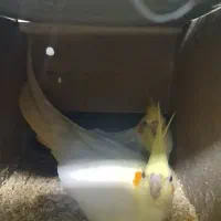 عروس یک جفت|پرنده|شاهینشهر, گزبرخوار|دیوار