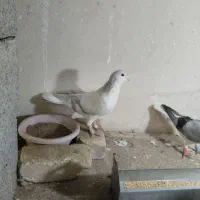 بدرنگ سوسنی و کبود زیبا