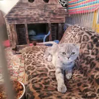 گربه خانگی