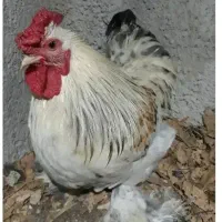 خروس۶ماهه وخروس آمریگایی۳ساله