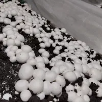 شراکت در سالن پرورش قارچ مجهز و فول