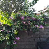 ویلای-ساحلی