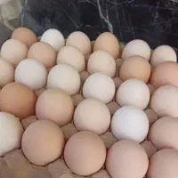 تخم‌مرغ بومی