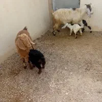 ۲راس بز همراه ۳بزغاله فروشی فی ۴۵