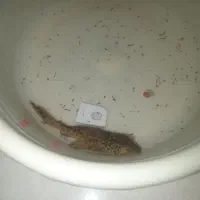 لجن خار