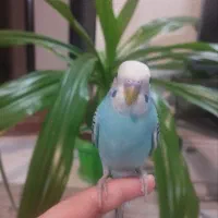 مرغ عشق دستی|پرنده|شاهین‌شهر, پاسداران|دیوار