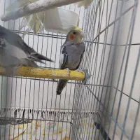 جوجه عروس چهار ماه