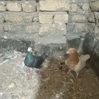 کبوتر|پرنده|طرقبه, |دیوار