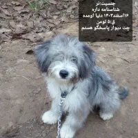 فروش فوری سگ پاکوتاه ب دلیل نبود جا