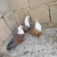 کفتر مخمل