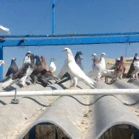 کفتر جوجه|پرنده|تهران, بهارستان|دیوار