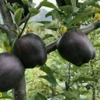 پیشفروش نهال سیب مشکی